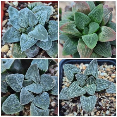 LOT540 40 SEEDS/40 СЕМЕНА Haworthia pygmaea mix 2023