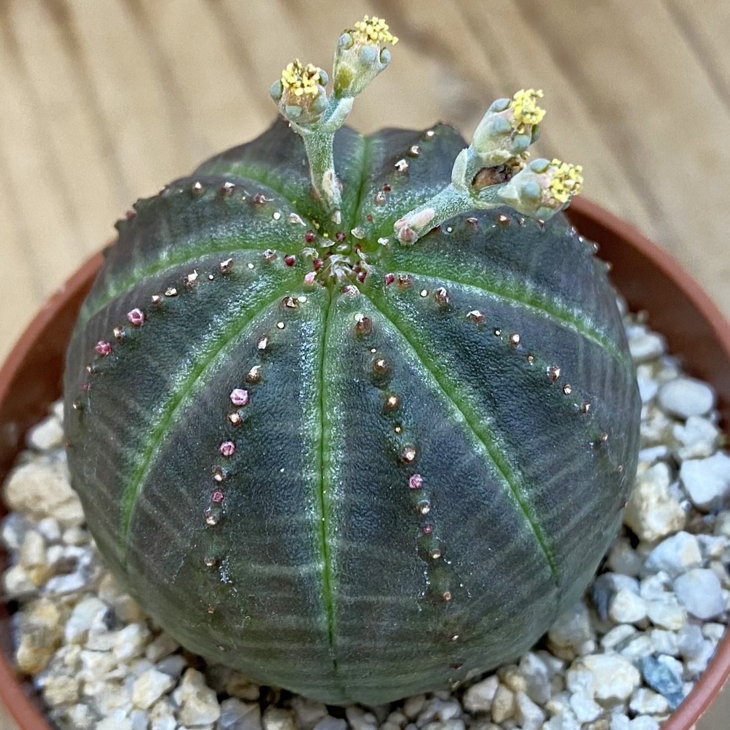SET283 Euphorbia obesa ♀️♂️ , 2 plants - Image 2