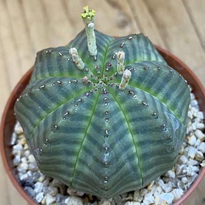 SET283 Euphorbia obesa ♀️♂️ , 2 plants
