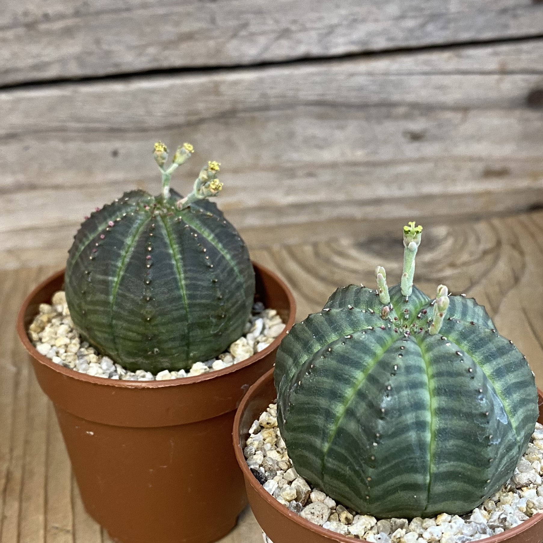 SET283 Euphorbia obesa ♀️♂️ , 2 plants - Image 3