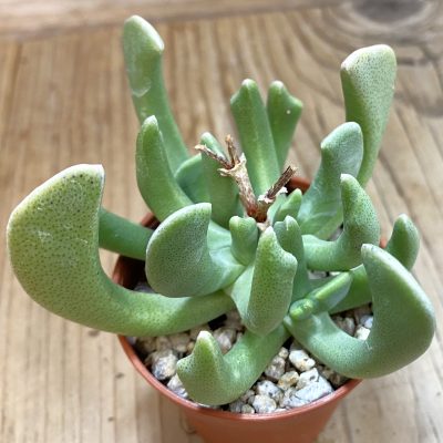 SH39433 Rhombophyllum dolabriforme