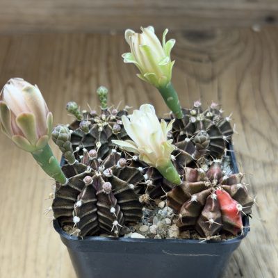 SH39762 Gymnocalycium mihanovichii mix