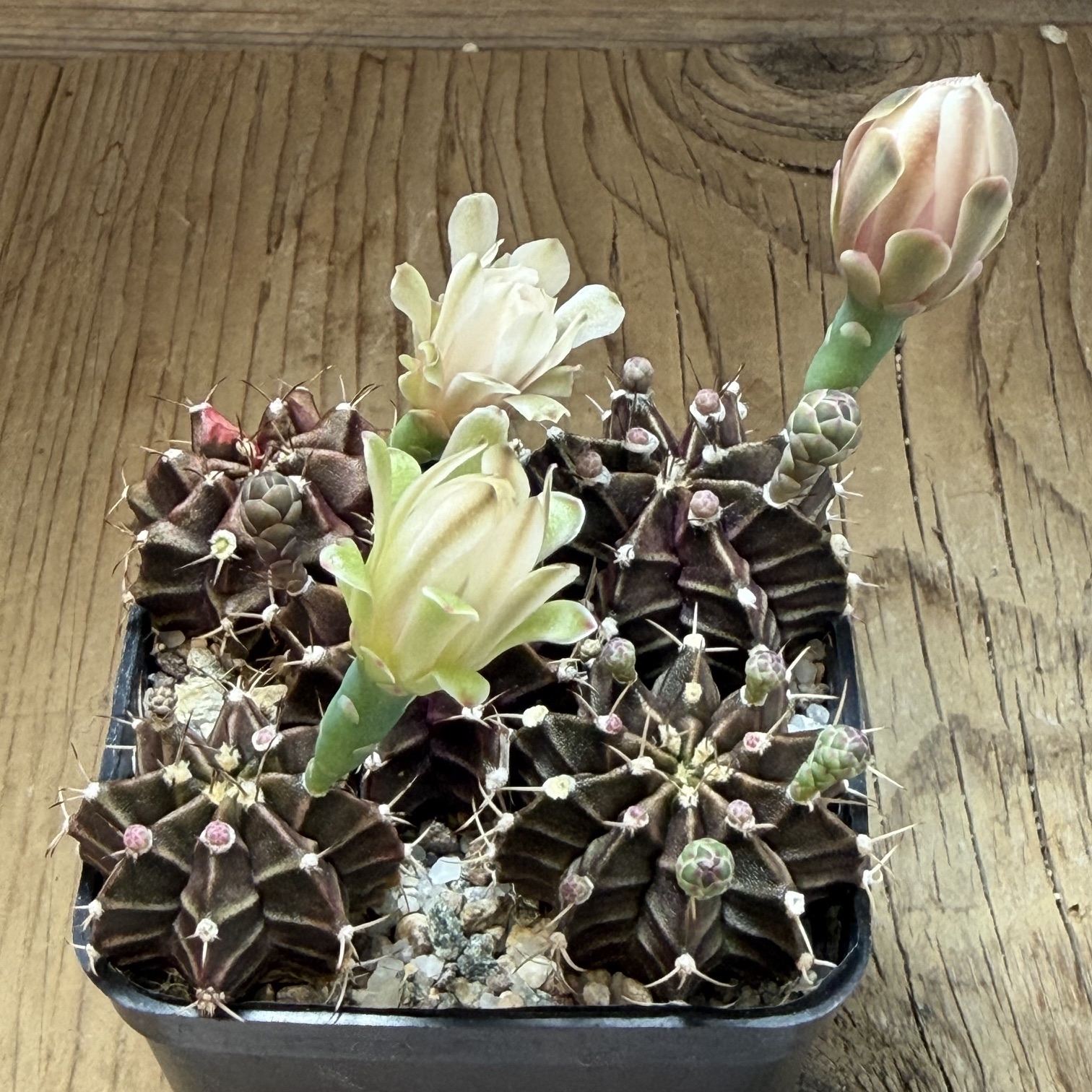SH39762 Gymnocalycium mihanovichii mix - Image 2