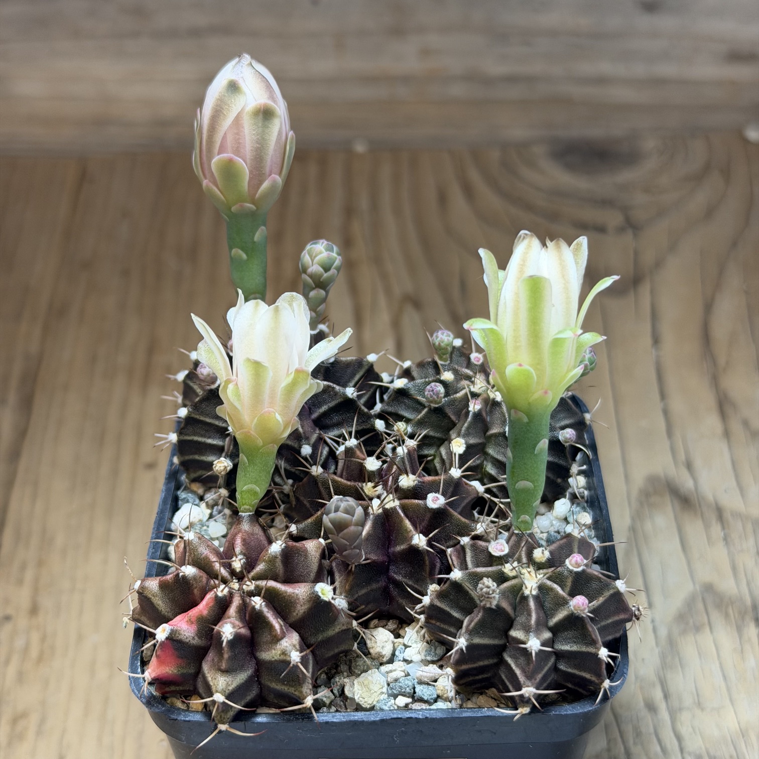SH39762 Gymnocalycium mihanovichii mix - Image 3