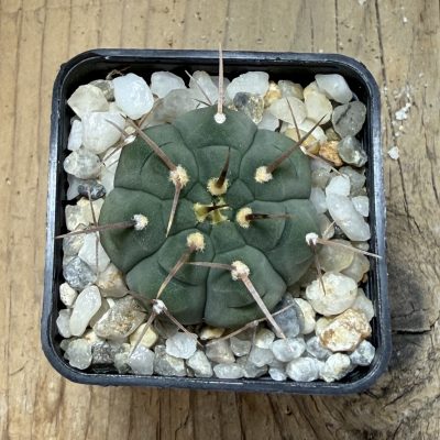 SH39765 Gymnocalycium vatteri, seedling.