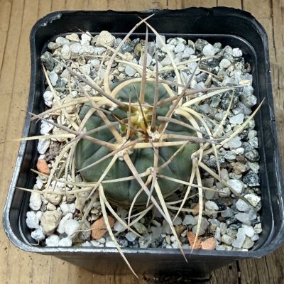 SH39766 Gymnocalycium cardenasianum, seedling.