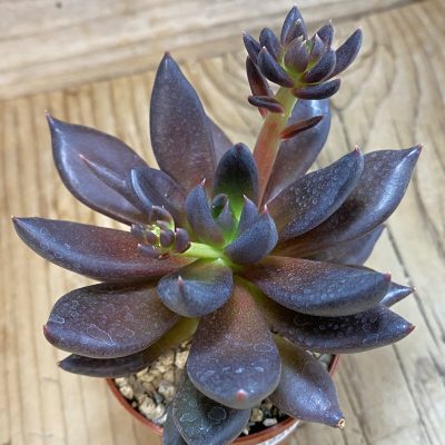 SH39960 Echeveria 'Black Knight'