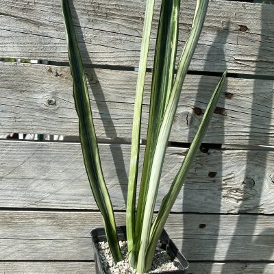 SH40167 Sansevieria trifasciata 'Bantel's Sensation' f. variegata