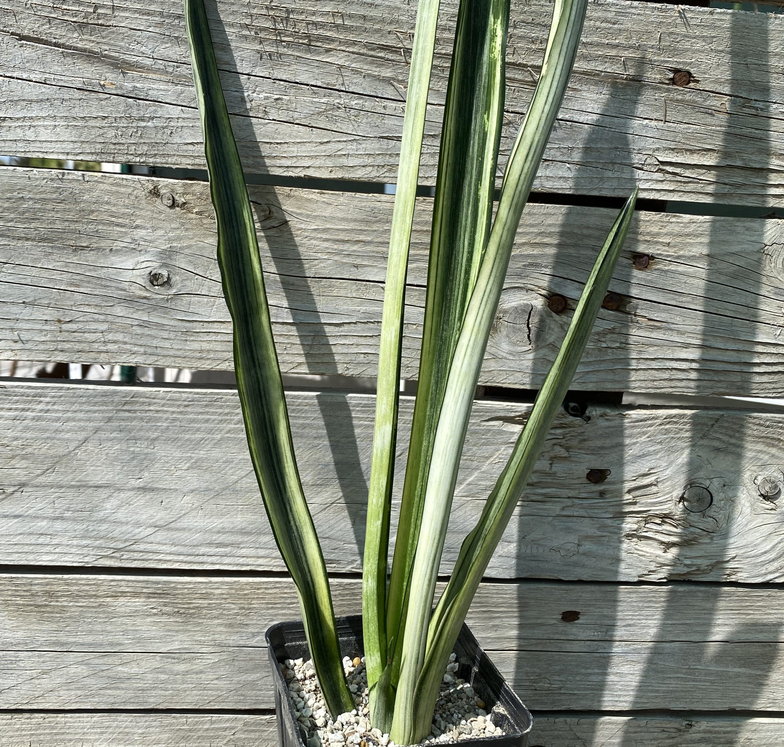 SH40167 Sansevieria trifasciata 'Bantel's Sensation' f. variegata