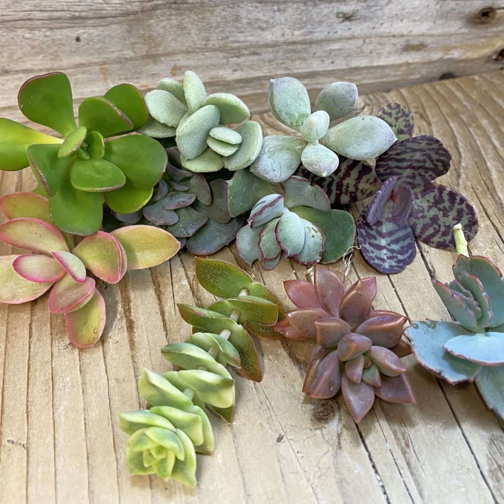 SH38770 Succulents mix, cuted