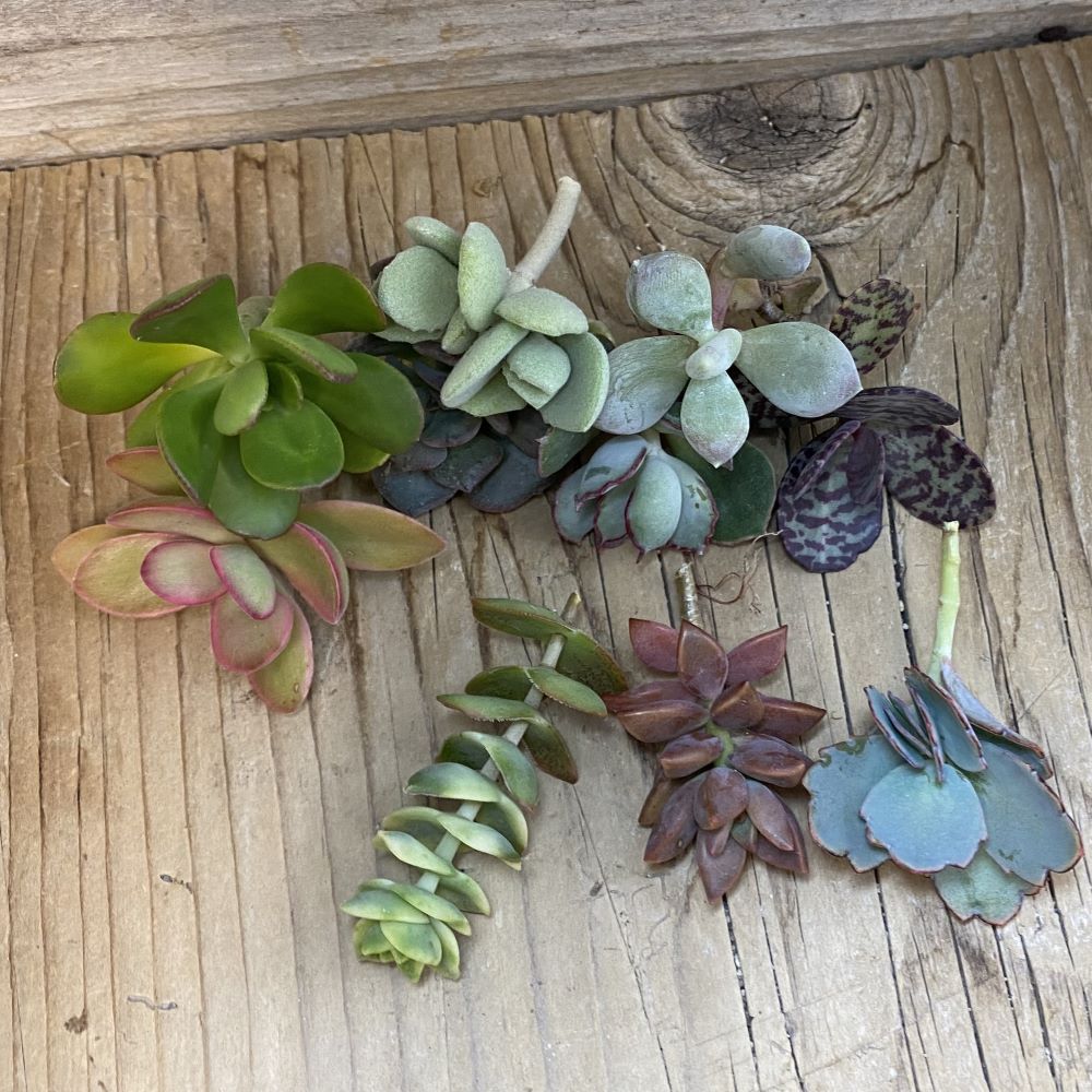 SH38770 Succulents mix, cuted - Image 2