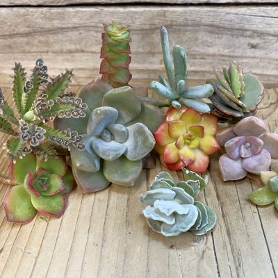 SH38771 Succulents mix, cuted