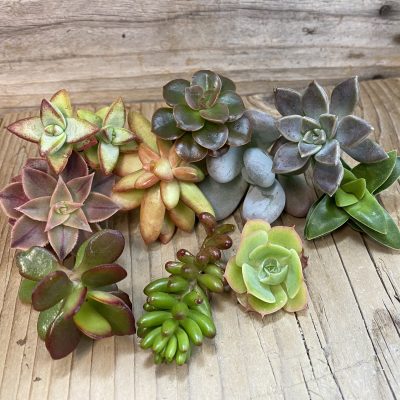 SH38769 Succulents mix, cuted