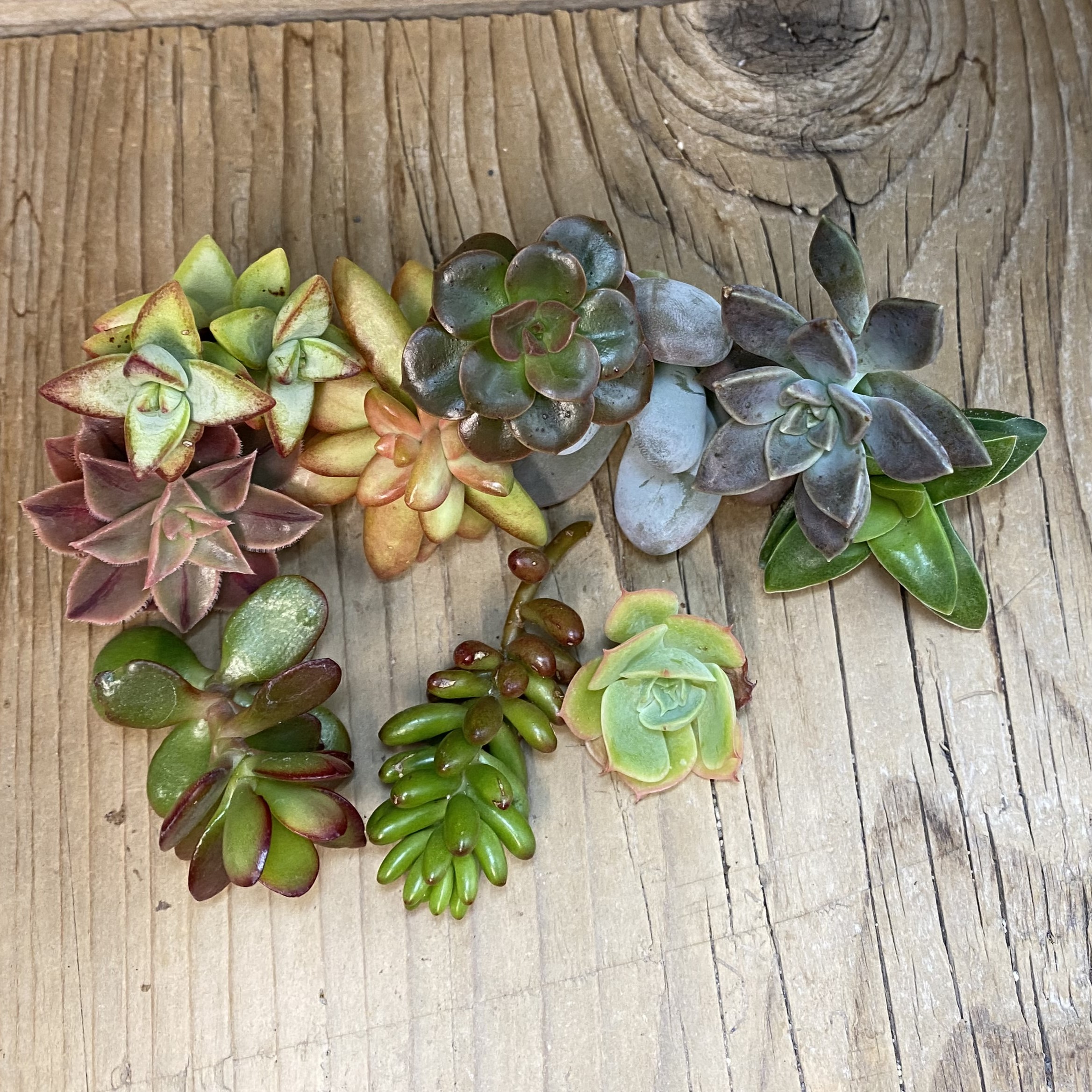SH38769 Succulents mix, cuted - Image 2