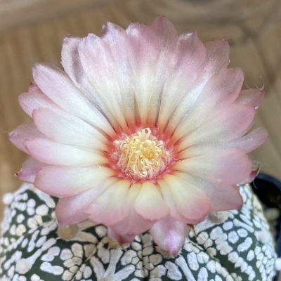 SH30382 Astrophytum asterias ‘Super Kabuto’ V-type