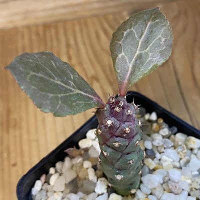 SH38708 Monadenium ritchiei v. marsabitense