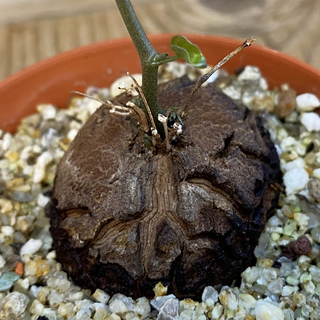 SH38709 Dioscorea elephantipes