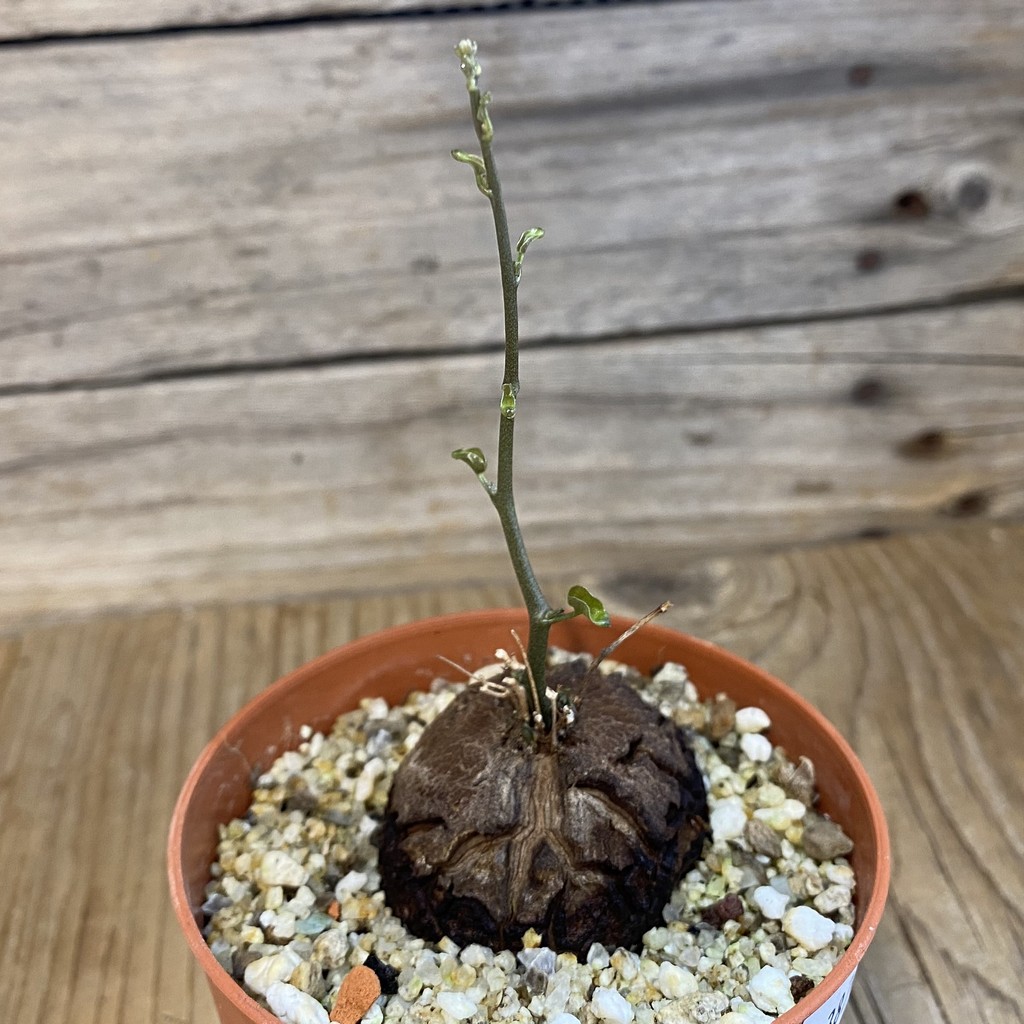 SH38709 Dioscorea elephantipes - Image 2