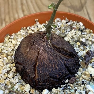 SH38710 Dioscorea elephantipes