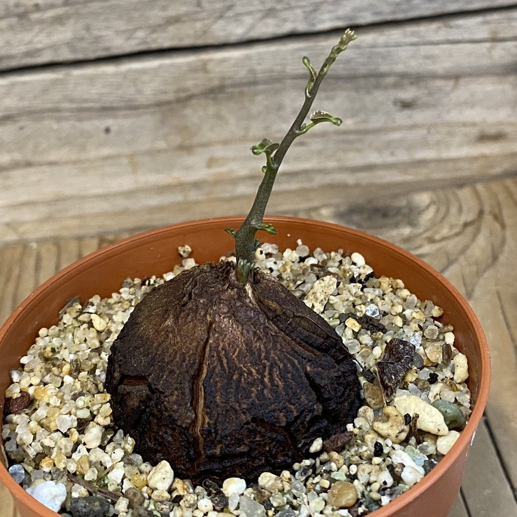 SH38710 Dioscorea elephantipes - Image 2