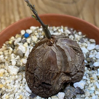 SH38711 Dioscorea elephantipes