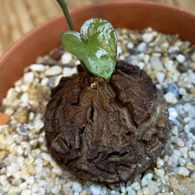 SH38712 Dioscorea elephantipes