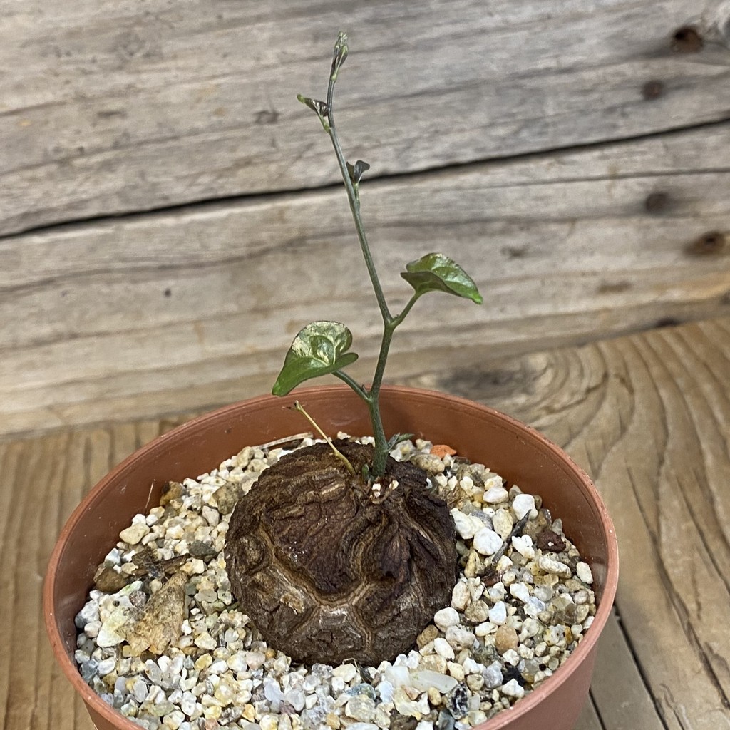 SH38712 Dioscorea elephantipes - Image 2