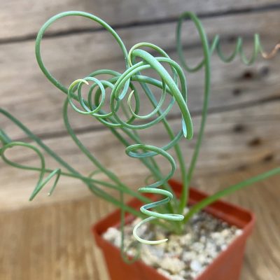 SH38713 Albuca spiralis