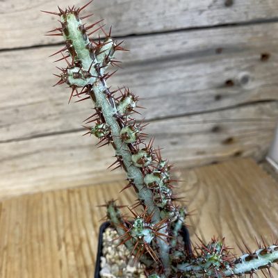 SH38717 Euphorbia aeruginosa
