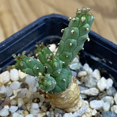 SH38718 Euphorbia inermis -Prava-true