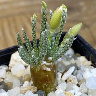 SH38722 Avonia alstonii
