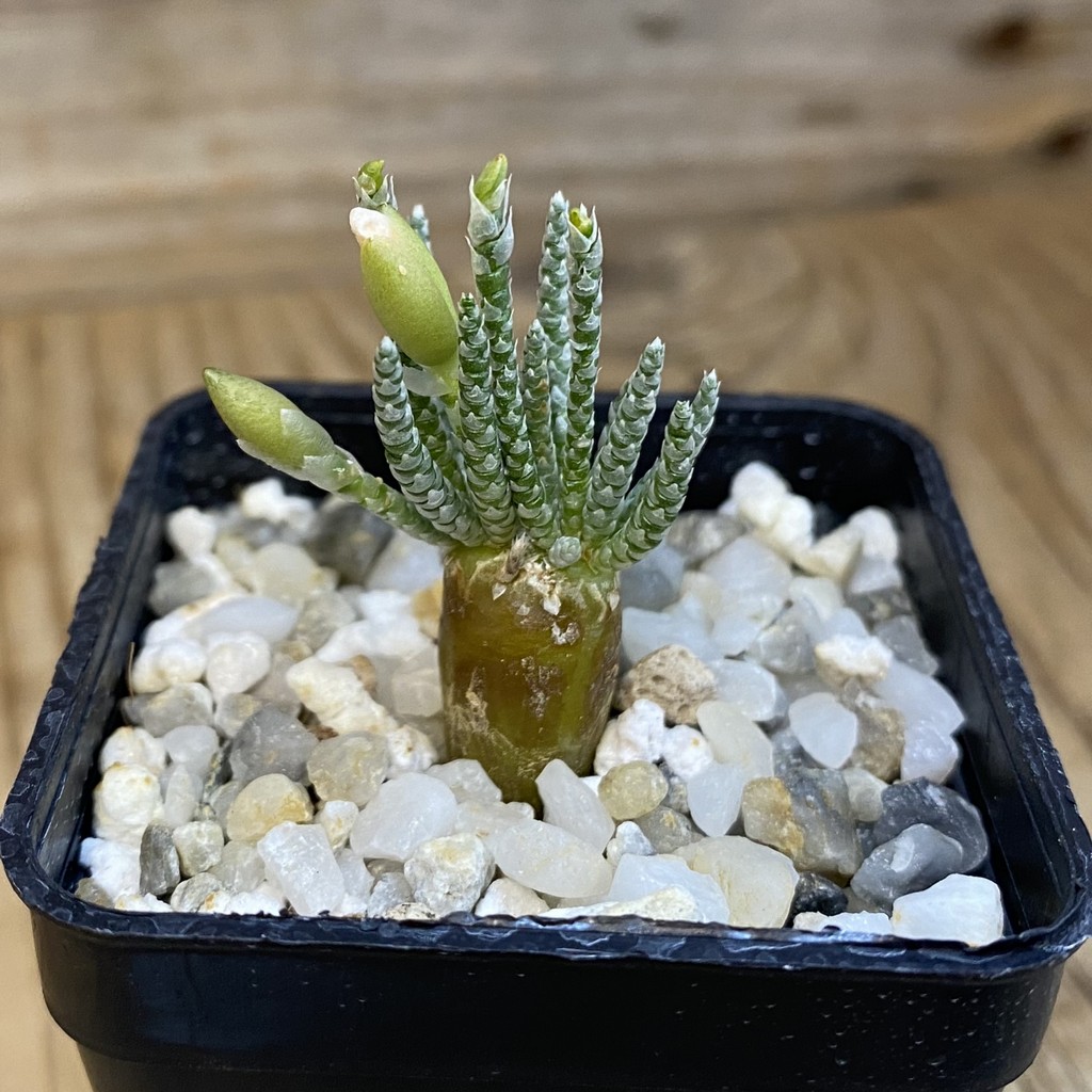 SH38722 Avonia alstonii - Image 2