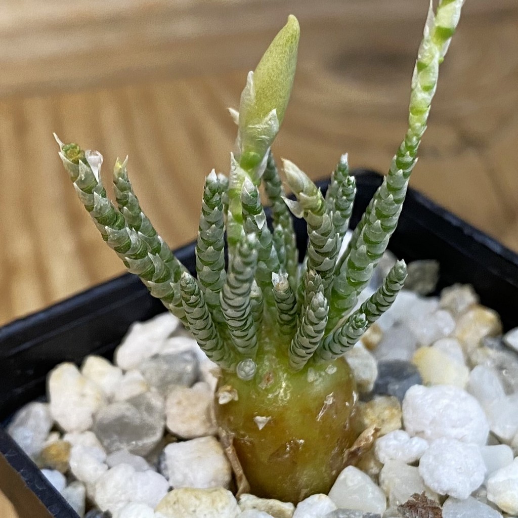 SH38723 Avonia alstonii