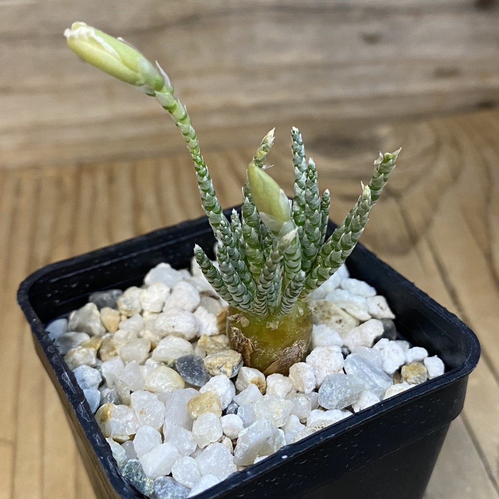 SH38723 Avonia alstonii - Image 2