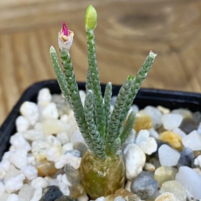 SH38724 Avonia quinaria