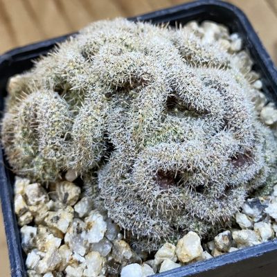 SH38679 Mammillaria perbella f. cristata