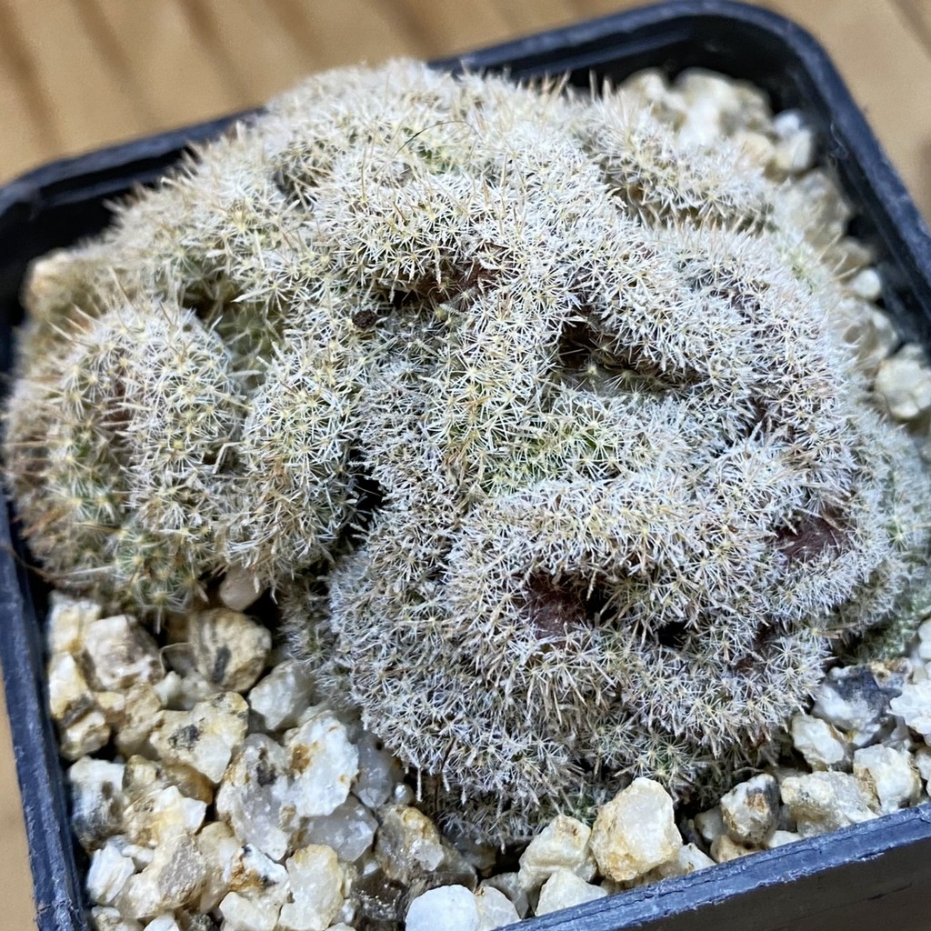 SH38679 Mammillaria perbella f. cristata