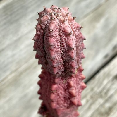 SH38725 Euphorbia abdelkuri 'Damask', grafted