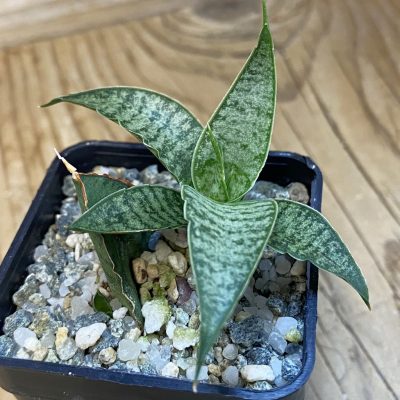 SH38726 Sansevieria ‘Sweet Celery’ hybrid