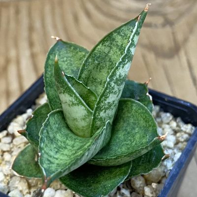 SH38727 Sansevieria 'Pagoda'