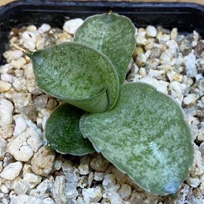 SH38728 Sansevieria ‘Meedee’