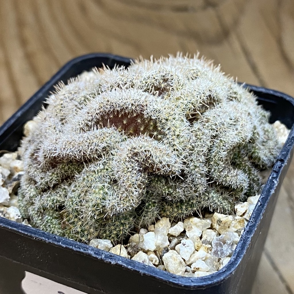SH38679 Mammillaria perbella f. cristata - Image 2
