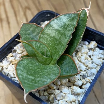 SH38729 Sansevieria ‘Snow Lotus’