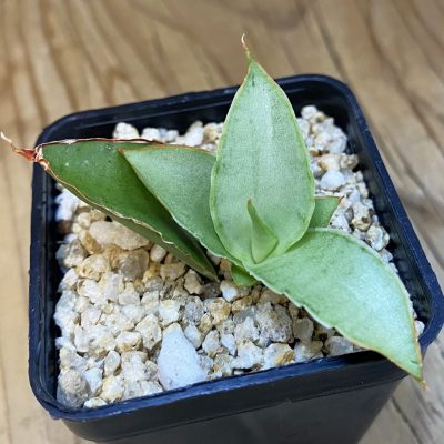 SH38730 Sansevieria ‘Milano’