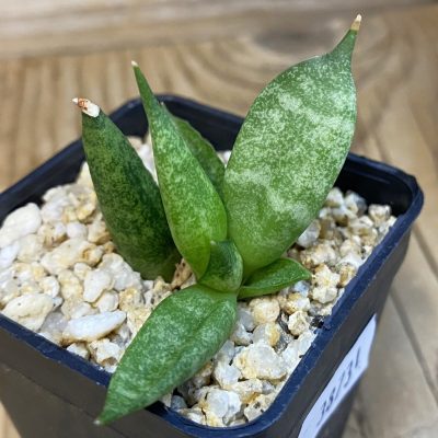 SH38731 Sansevieria ‘Hedgehog’