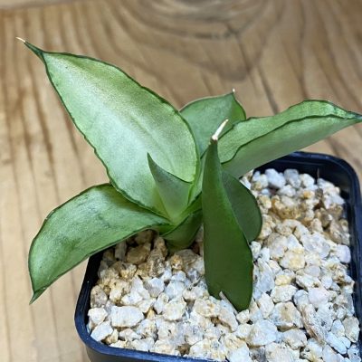 SH38732 Sansevieria 'Manee Thawee'