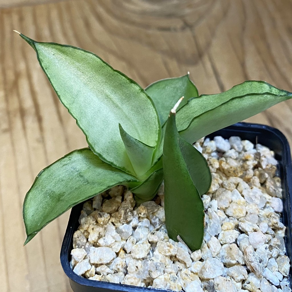 SH38732 Sansevieria 'Manee Thawee'