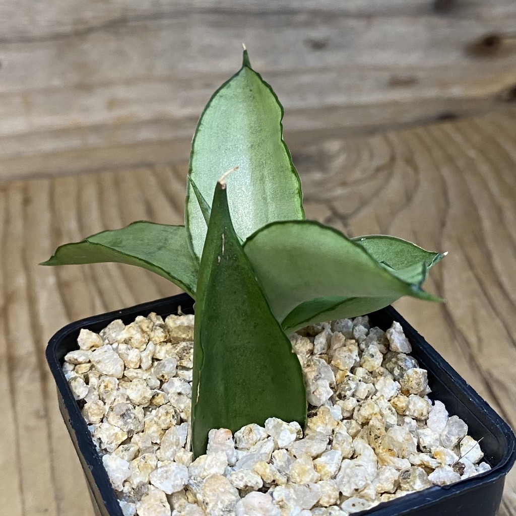 SH38732 Sansevieria 'Manee Thawee' - Image 2