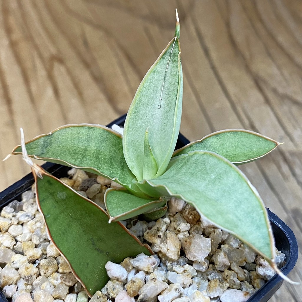 SH38733 Sansevieria 'Chao Phraya'