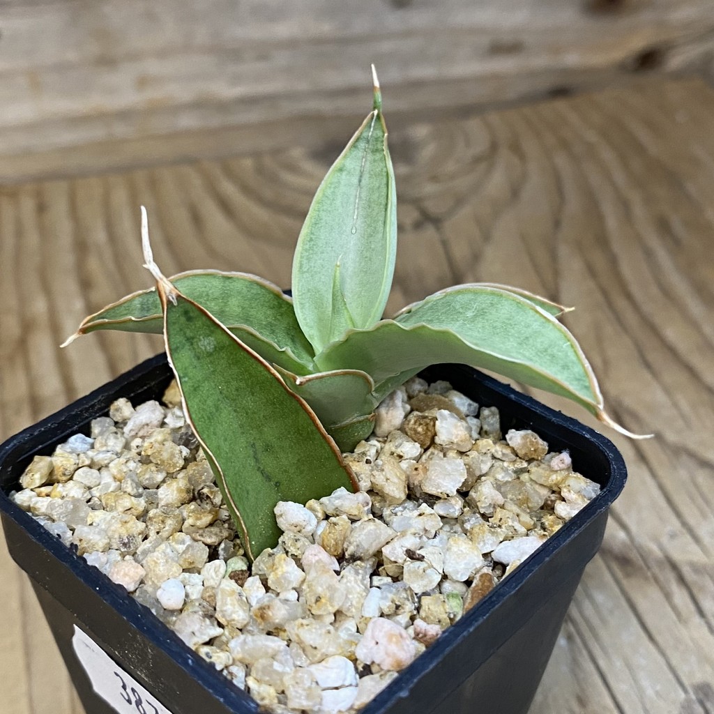 SH38733 Sansevieria 'Chao Phraya' - Image 2